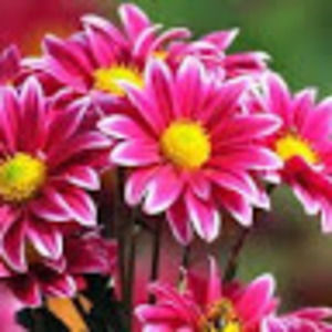 Meet your Posher, Fabiola